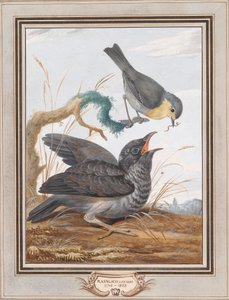 Een koekoek wordt gevoerd door een roodborstje door Johann Christian von Mannlich